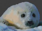 Baby Seal (image for) Baby Seal